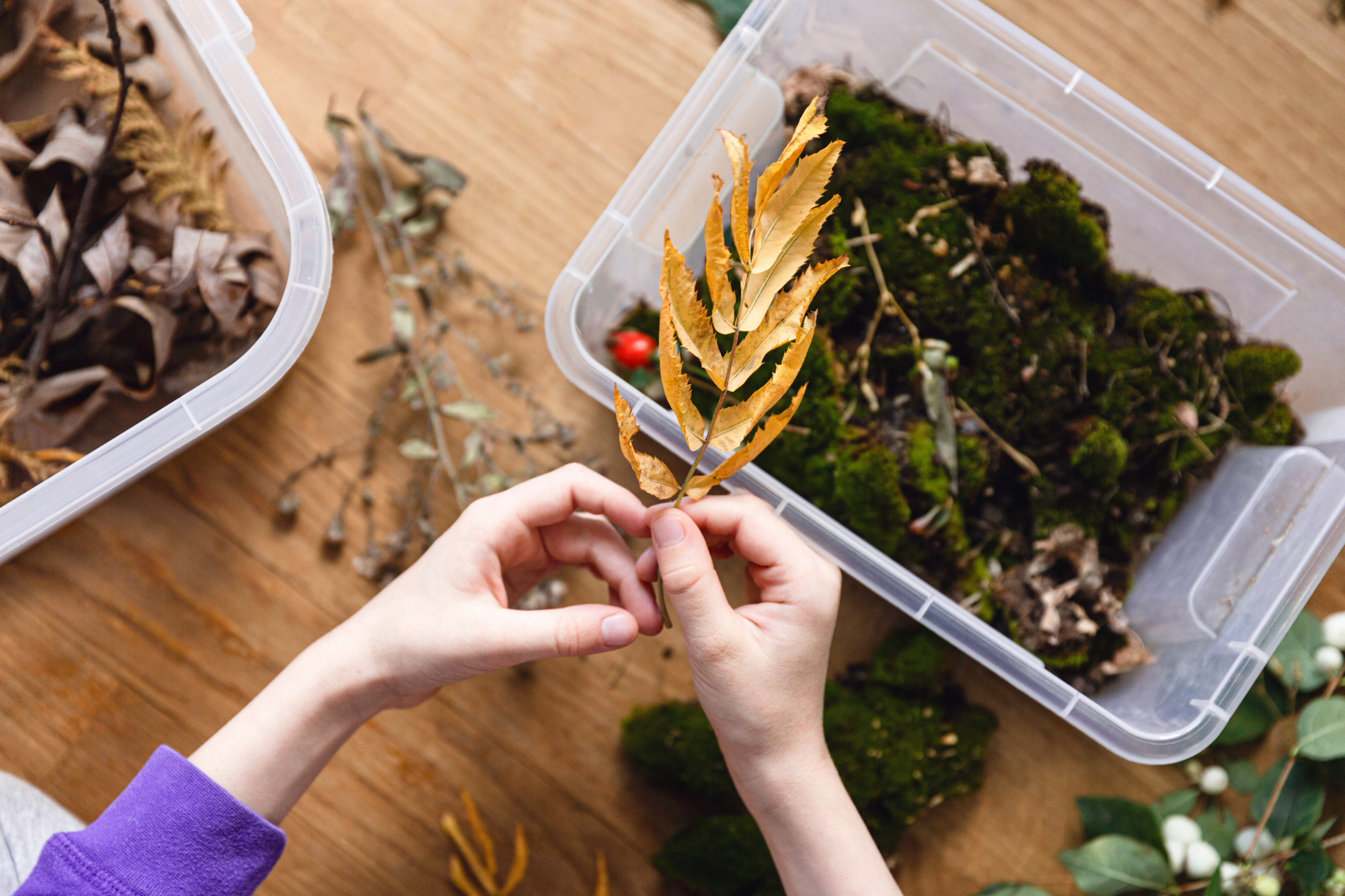 Living Room Jungle Design